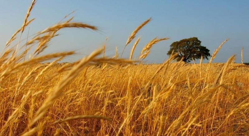 קובה Herdade Do Gizo מראה חיצוני תמונה